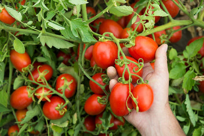 Mutti — 24.5 oz. Tomato Puree with Fresh Basil (Passata con Basilico) from Italy’s #1 Tomato Brand. Sweet and velvety for recipes calling for Pureed Tomatoes. - 1 Case